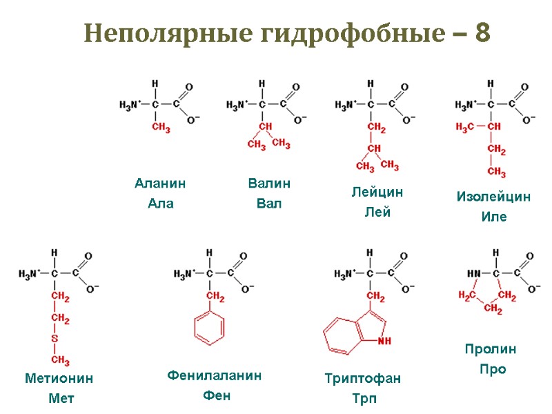 Неполярные гидрофобные – 8